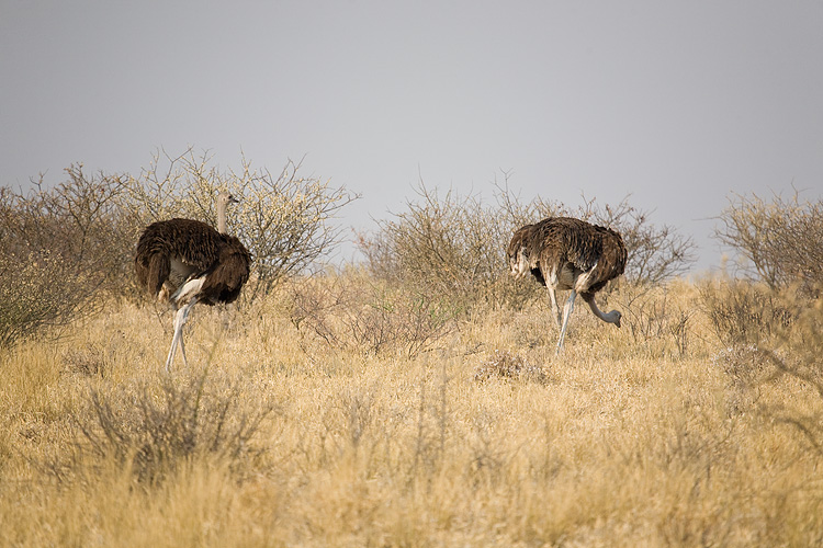 Ostriches