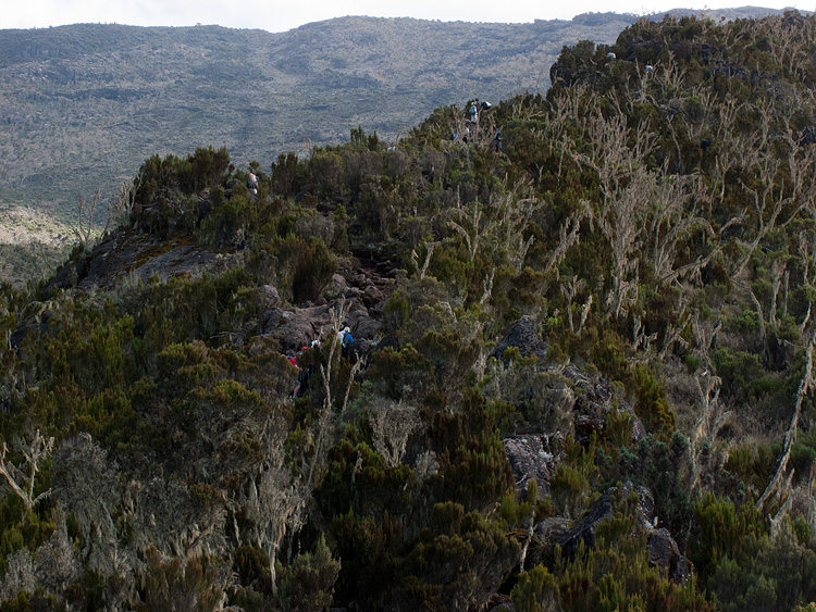 Montane forest