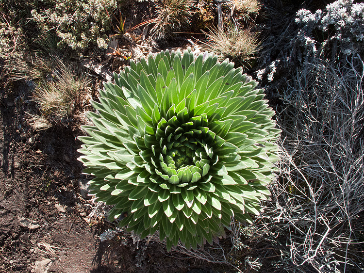 lobelia deckenii