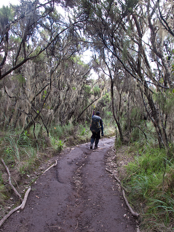 coming back into the forest zone