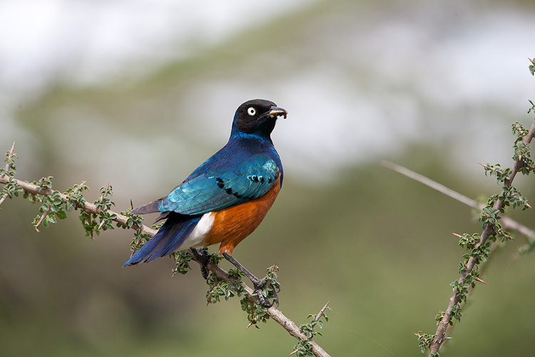 Superb Starling