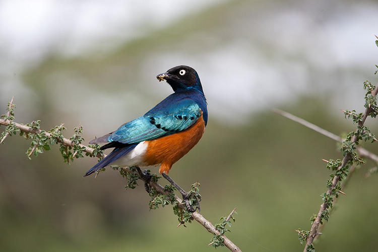 Superb Starling