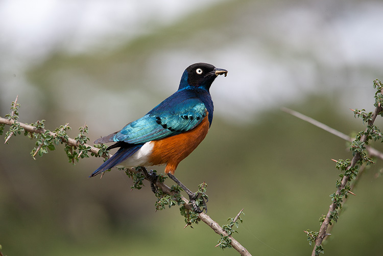 Superb Starling