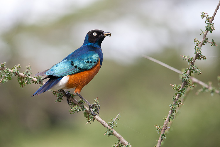 Superb Starling