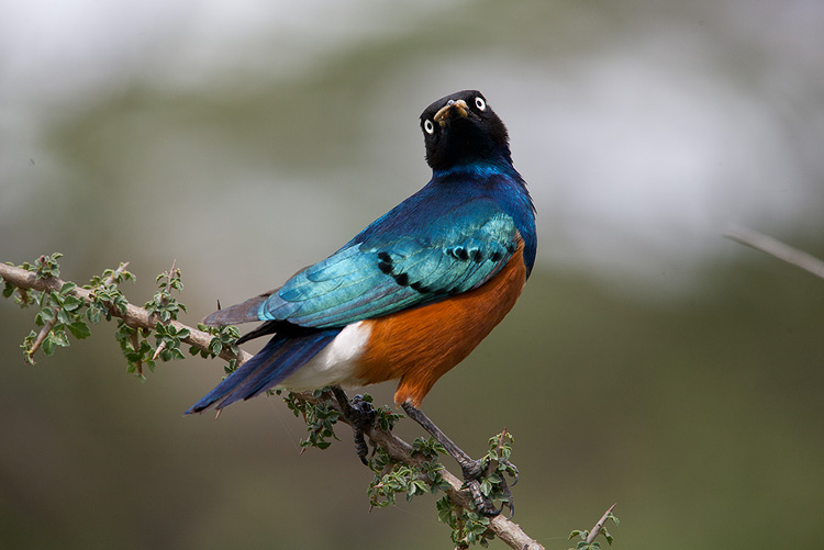 Superb Starling