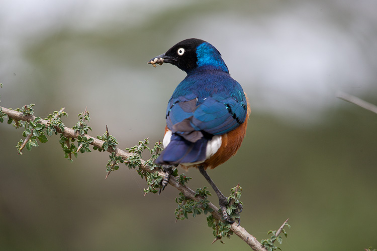 Superb Starling