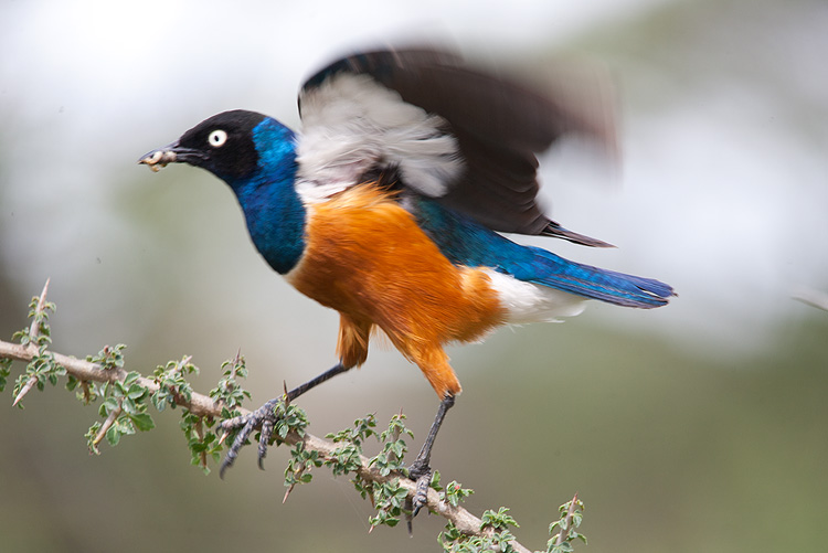 Superb Starling