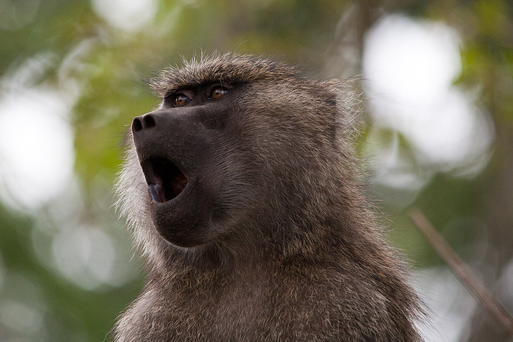 Baboon