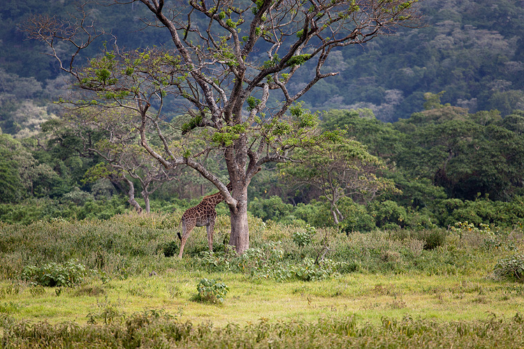 Giraffe 