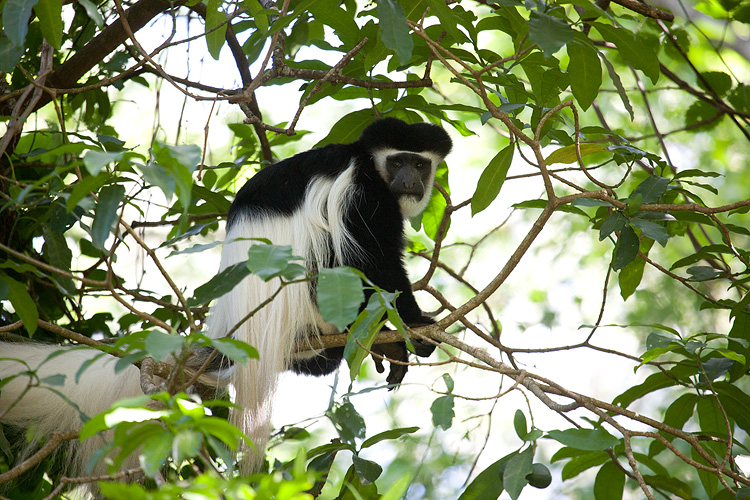 Colobos Monkey