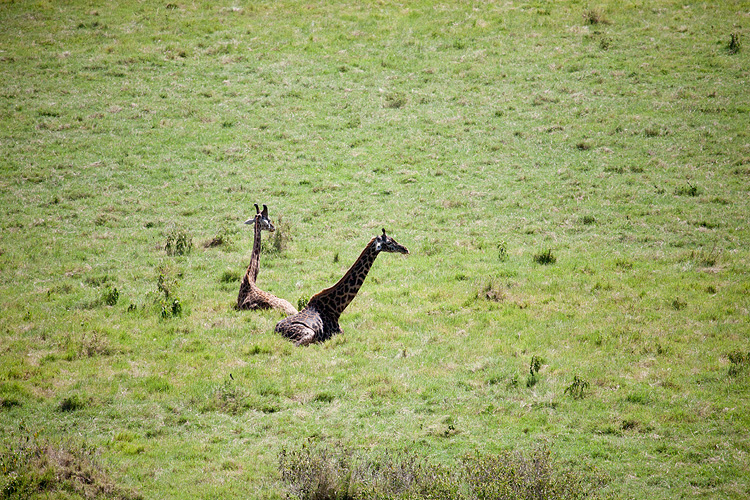 Giraffes relaxing