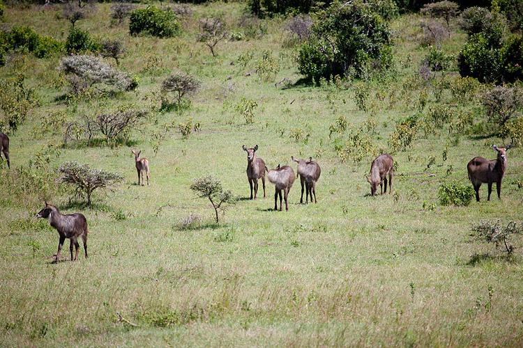Waterbuck
