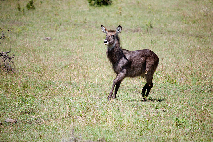 Waterbuck
