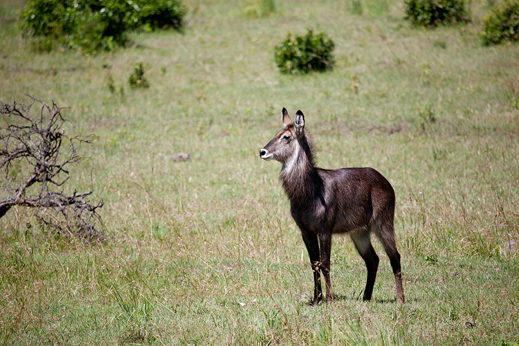 Waterbuck