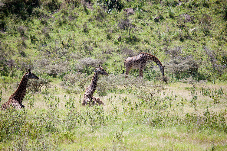 Giraffes in Triplicate