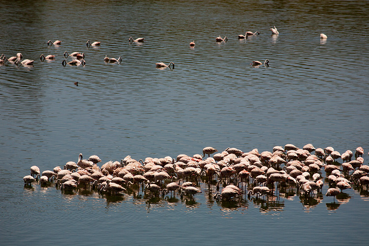 Pink Flamingos