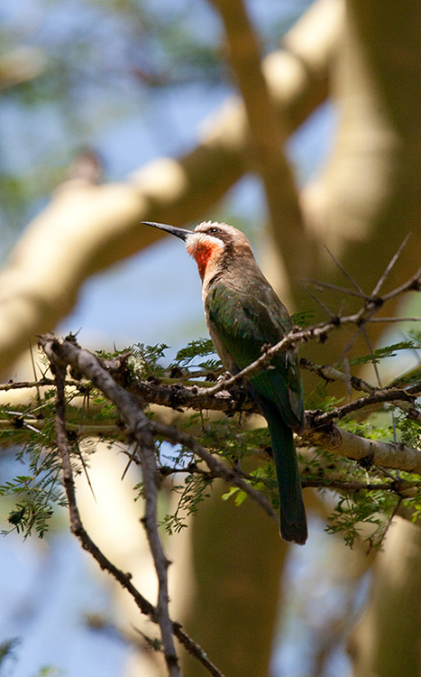 White-Fronted Bee-Eater