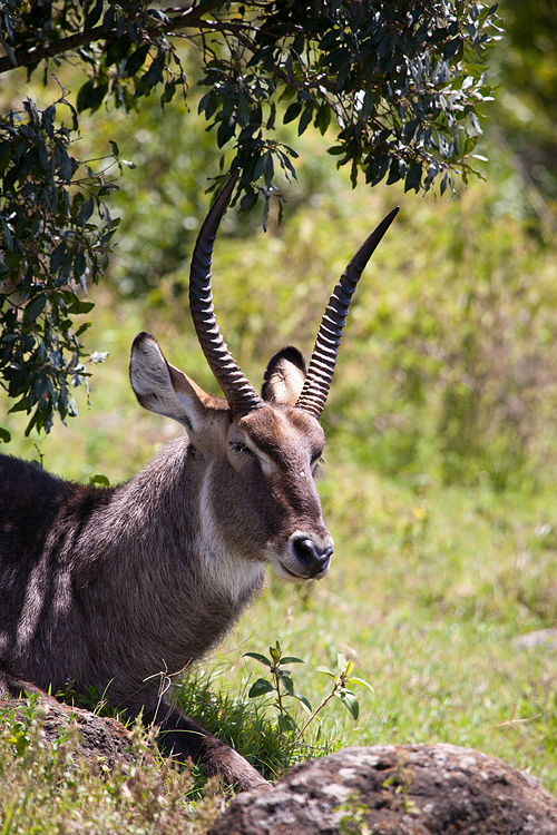 Male Waterbuck