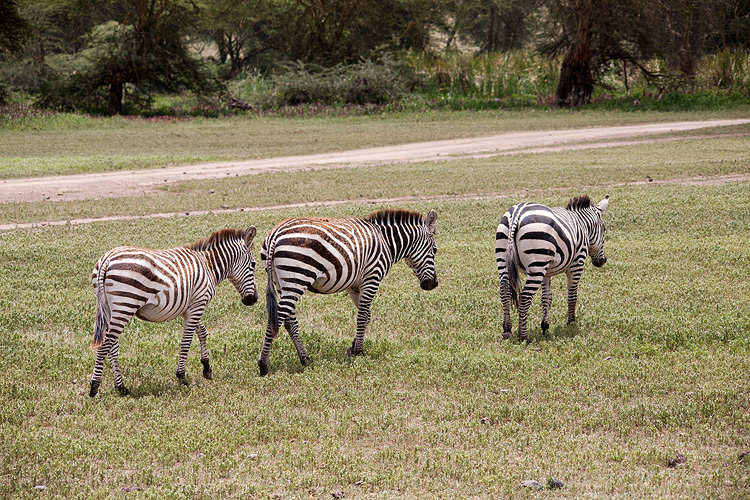 Zebras