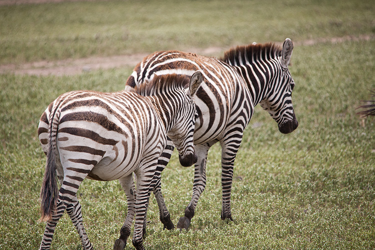 Zebras