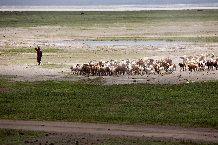 Goat-herder in the Crater