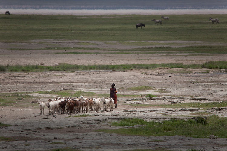 Goat-herder in the Crater