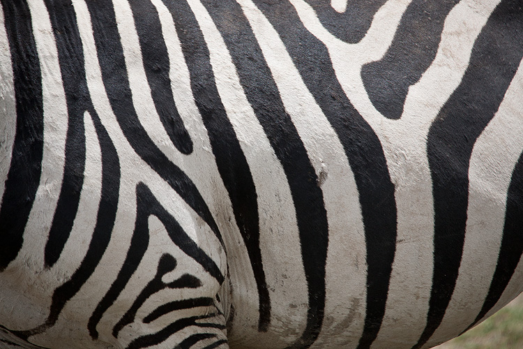 Stripes