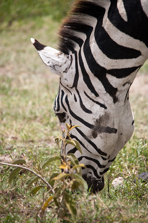 Zebra