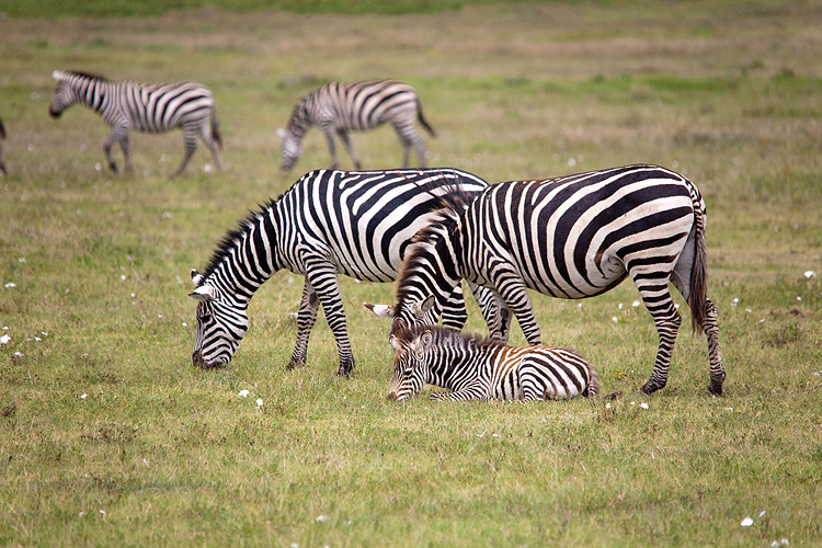 Zebra resting
