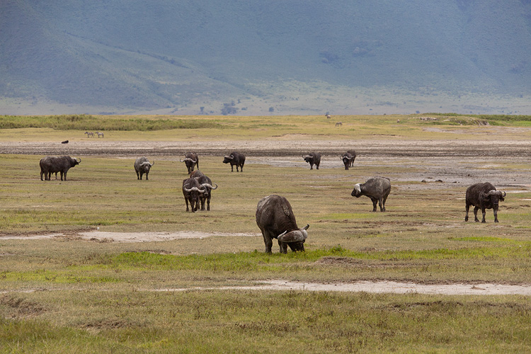 Buffalos