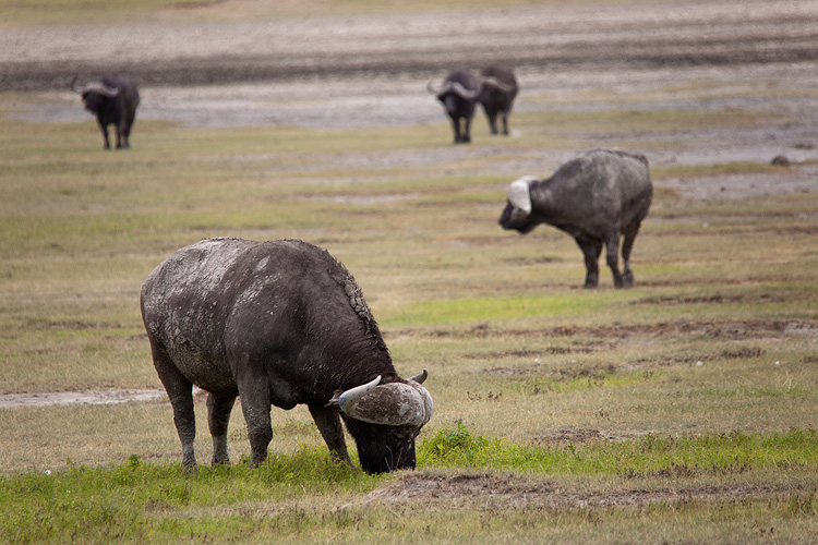 Buffalos
