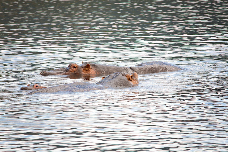 Hippos