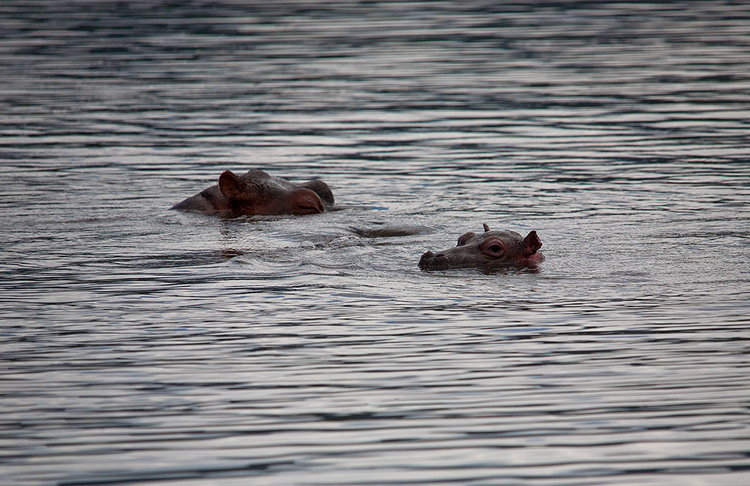 Hippos