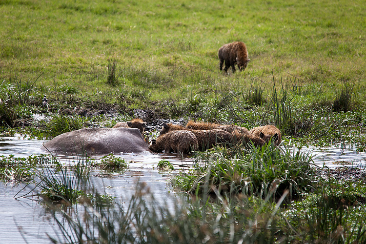 Hyena eating a Hippo