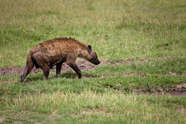 Hyena