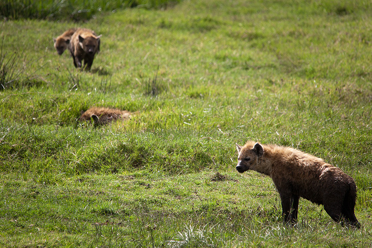 Hyenas