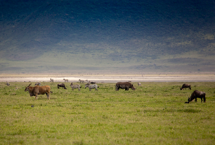 Eland