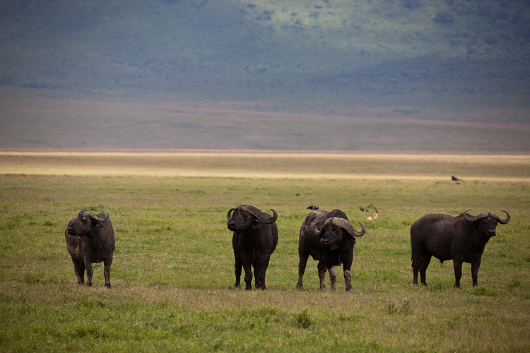 Buffalo