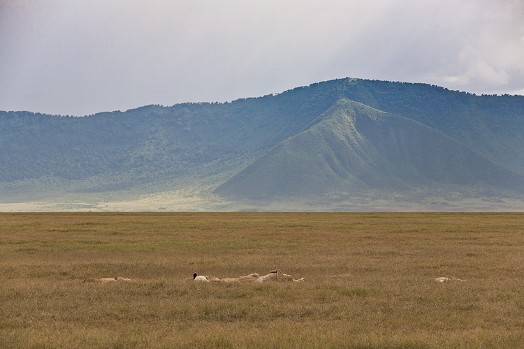 Lioness resting