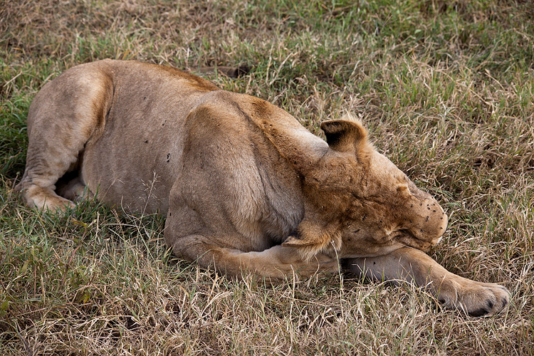 Sleeping lioness