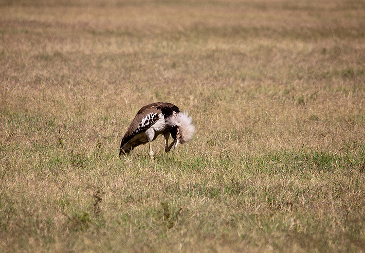 Kori Bustard