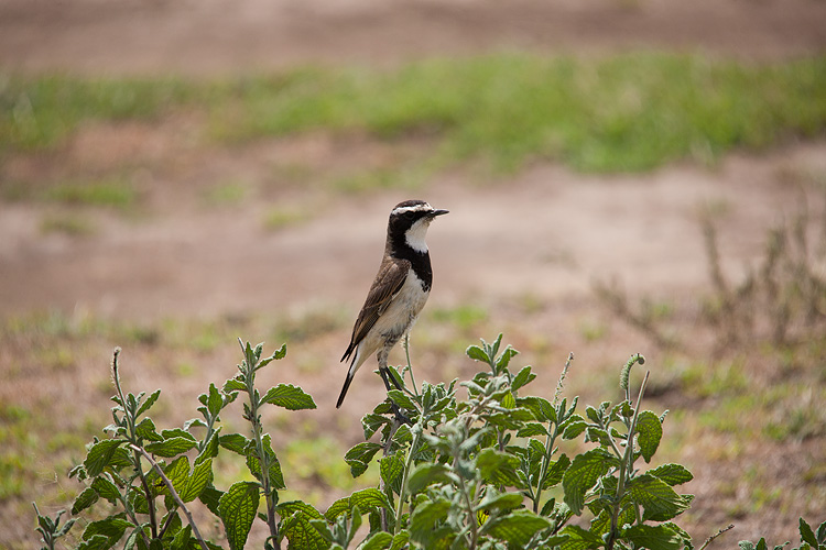 _MG_9625wp750.jpg