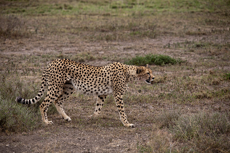 _MG_9750wp750.jpg