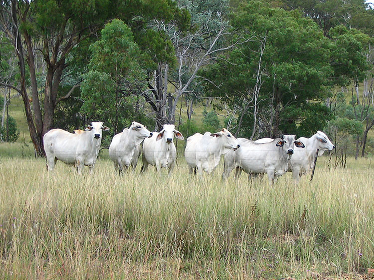 Stanthorpe to Tenterfield