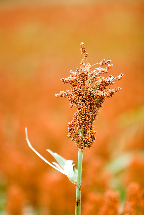 Sorgham stalk