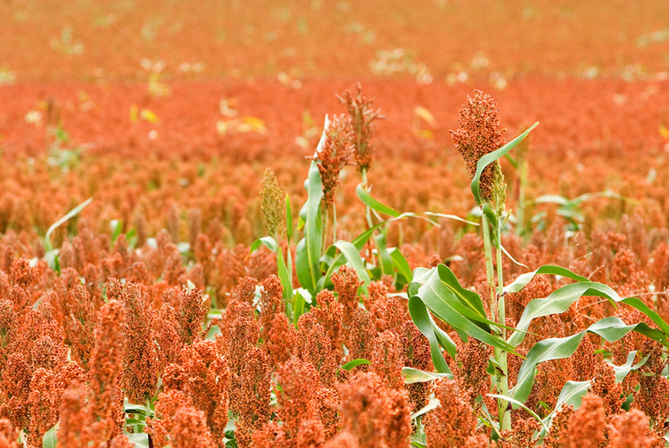 Sorgham Field
