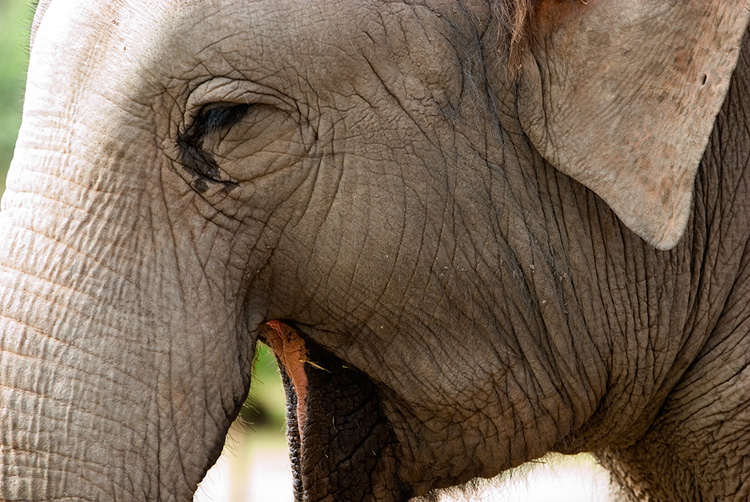 Happy Elephant
