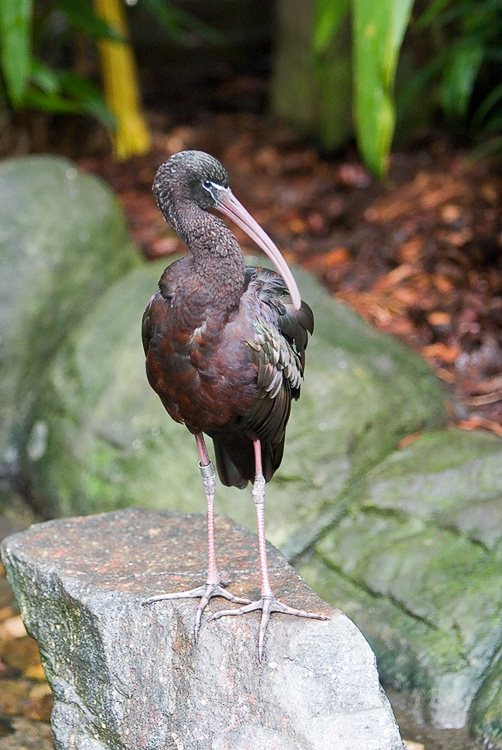Glossy Ibis