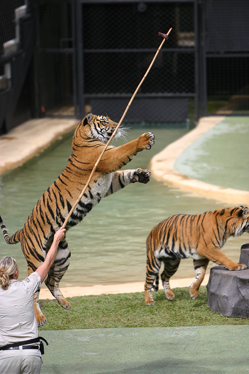 Leaping for it