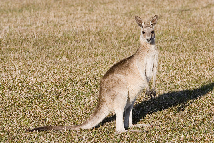 Skippy